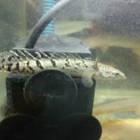polypterus-aka-palmas-lounge-part-ii-ask-sharing--post-your-bichir-here---part-1