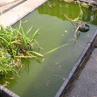 apu-apu-tumbuhan-air-yang-mampu-mengendalikan-pertumbuhan-lumut-di-kolam-ikan