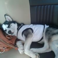 help--missing-dog-siberian-husky-yogyakarta