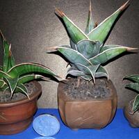 lidah-naga-sansevieria-flora--sansiviera---si-tajam-anti-polusi---part-3