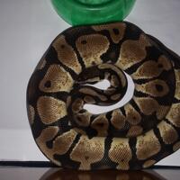 ball-python-python-regius-lovers-masuk-sininew-home---part-1