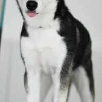 help---kehilangan-anjing-siberian-husky