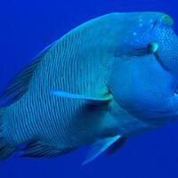 5-hewan-berwarna-biru-yang-menakjubkan