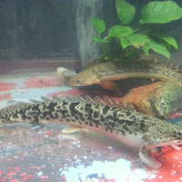 polypterus-aka-palmas-lounge-part-ii-ask-sharing--post-your-bichir-here---part-1