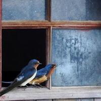 burung-yang-hinggap-di-pintu-jendela-nice-story