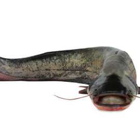 berita-lele-mengandung-3000-sel-kanker-pembudidaya-di-jatim-terpukul