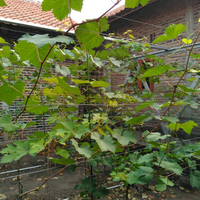 post-image