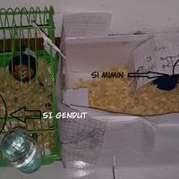 new-hamster-lovers---part-2