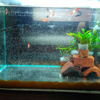 molly--guppy--platty--swordtail--dan-sejenisnya--masuk-ya-gan