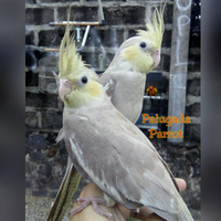 8776877698299829-penggemar-cockatiel---falck---parkit-australi-9829982987768776