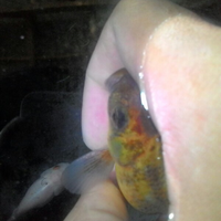 maskoki-ngomongin-semuanya-ttg-maskoki-yuk---part-5