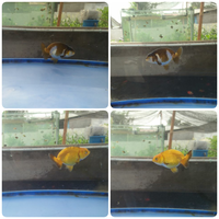 maskoki-ngomongin-semuanya-ttg-maskoki-yuk---part-5