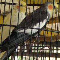 8776877698299829-penggemar-cockatiel---falck---parkit-australi-9829982987768776