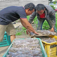 wow-sehari-bisa-jual-satu-ton-kodok-12000-kg