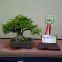 bonsai-kaskus-reborn--forum-sharing--diskusi-seputar-seni-bonsai-indonesia