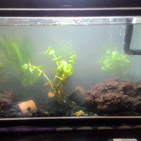 aquascape-for-everyone-learning-and-sharing---part-2