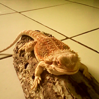 bearded-dragon