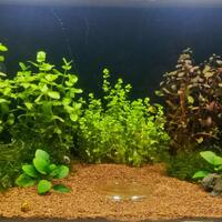 aquascape-for-everyone-learning-and-sharing---part-2