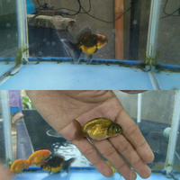 maskoki-ngomongin-semuanya-ttg-maskoki-yuk---part-5