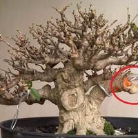 bonsai-kaskus-reborn--forum-sharing--diskusi-seputar-seni-bonsai-indonesia