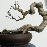 bonsai-kaskus-reborn--forum-sharing--diskusi-seputar-seni-bonsai-indonesia