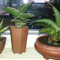 lidah-naga-sansevieria-flora--sansiviera---si-tajam-anti-polusi---part-3