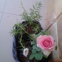 berbagai-jenis-mawar-bahas-disini-yook