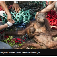 tragis-induk-dan-bayi-orangutan-selamat-dari-kebakaran-hutan-dan-amarah-warga
