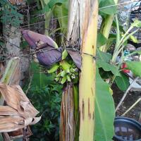 gtgt-aneh-ltltltpisang-berbuah-dari-tengah-pohonnya