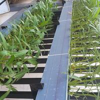 new-all-about-hidroponik