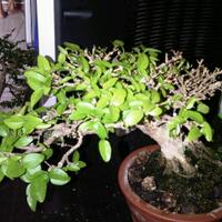 bonsai-kaskus-reborn--forum-sharing--diskusi-seputar-seni-bonsai-indonesia