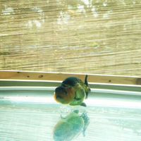 maskoki-ngomongin-semuanya-ttg-maskoki-yuk---part-5