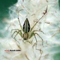 100-foto-terbaik-yang-pernah-diambil-tanpa-photoshop