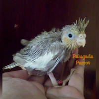 8776877698299829-penggemar-cockatiel---falck---parkit-australi-9829982987768776