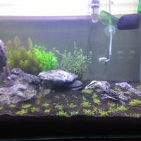 aquascape-for-everyone-learning-and-sharing---part-2