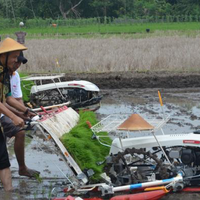 copot-sepatu--memakai-caping-ganjar-pranowo-membajak-sawah-di-klaten