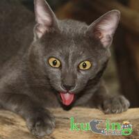 6-jenis-kucing-eksotis-asli-indonesia-ini-terancam-punah-gan