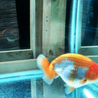 maskoki-ngomongin-semuanya-ttg-maskoki-yuk---part-5