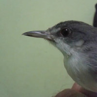 prinia-familiaris-ciblek-the-little-fighter