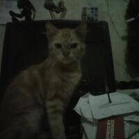 6-jenis-kucing-eksotis-asli-indonesia-ini-terancam-punah-gan