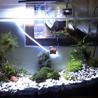 aquascape-for-everyone-learning-and-sharing---part-2