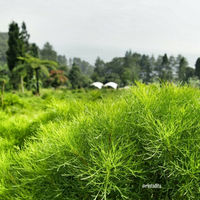 pesona-alam-tersembunyi-di-curug-kembar-batulayang