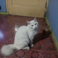 6-jenis-kucing-eksotis-asli-indonesia-ini-terancam-punah-gan