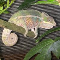 all-about-chameleon