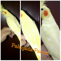 8776877698299829-penggemar-cockatiel---falck---parkit-australi-9829982987768776