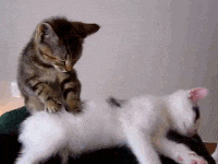 hello-community--kenali-dan-sayangi-kucing-bersama-cat-lovers-kaskus