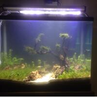 all-about-aquascape