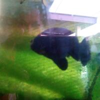 maskoki-ngomongin-semuanya-ttg-maskoki-yuk---part-5