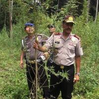 berita-happy-happy-55-hektar-ladang-ganja-ditemukan-di-dalam-hutan-lindung