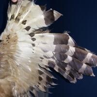 thread-khusus-burung-hantu-owl-kaskus---part-5